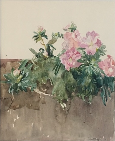 Bild Volker Schultheis | Oleander