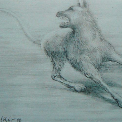 Bild Volker Schultheis | Wütender Hund