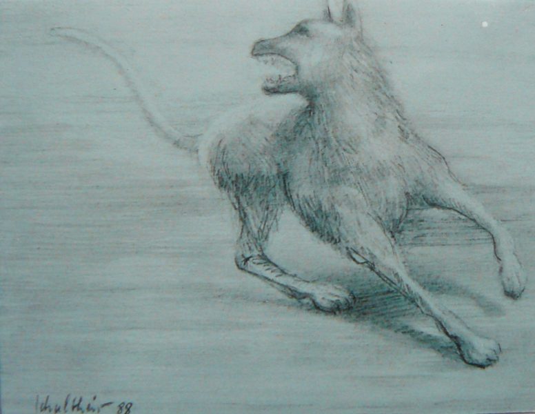 Bild Volker Schultheis | Wütender Hund