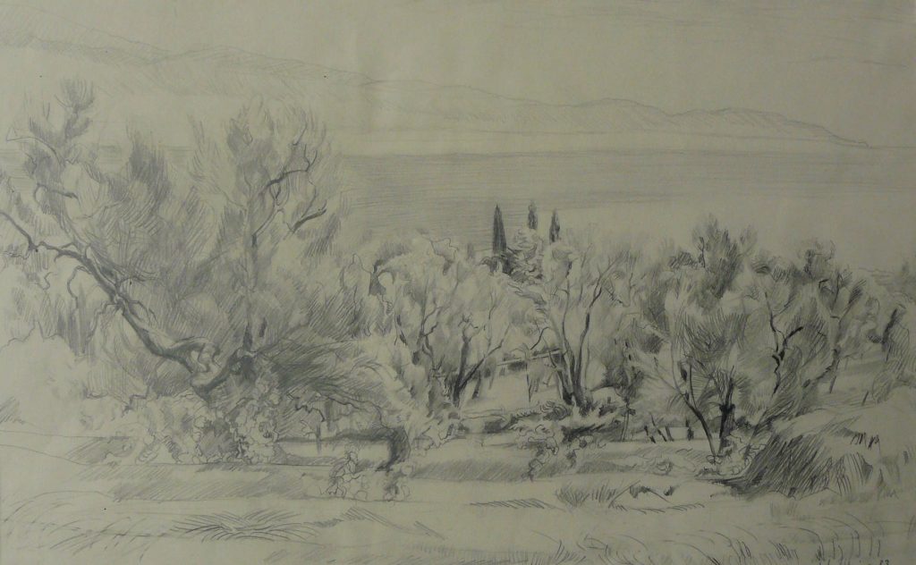 Bild Volker Schultheis | Olivenbäume