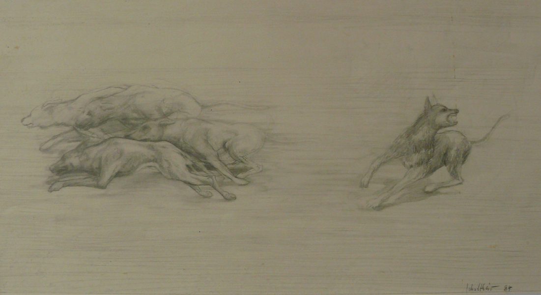 Bild Volker Schultheis | Hunde