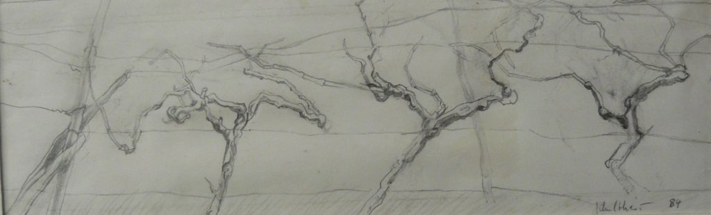 Bild Volker Schultheis | Weinreben