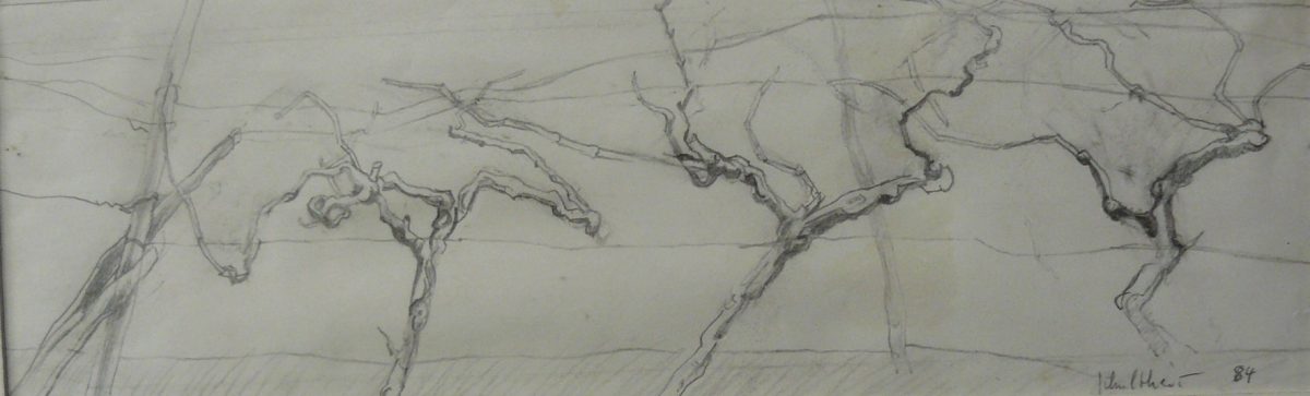 Bild Volker Schultheis | Weinreben