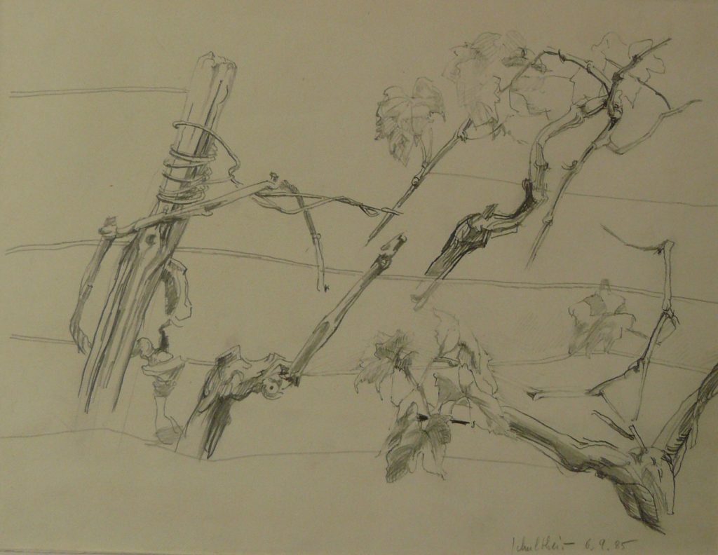 Bild Volker Schultheis | Studie Weinreben 2