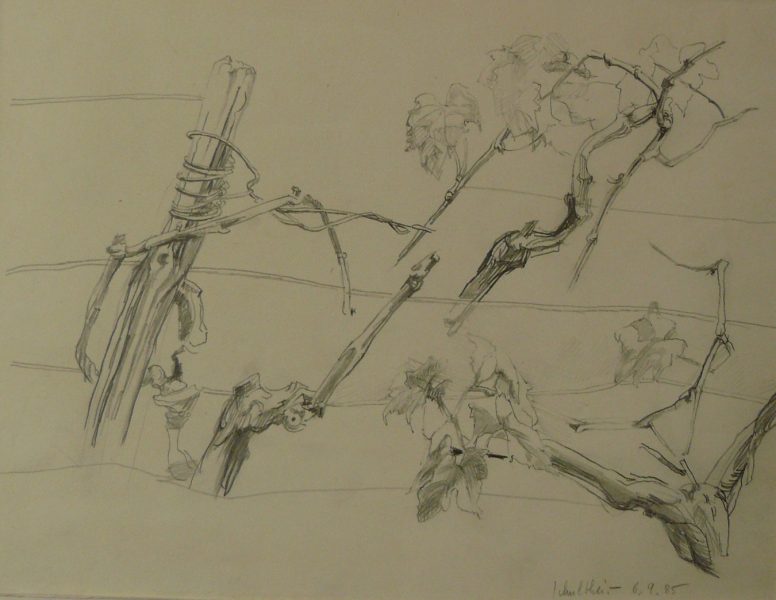 Bild Volker Schultheis | Studie Weinreben 2