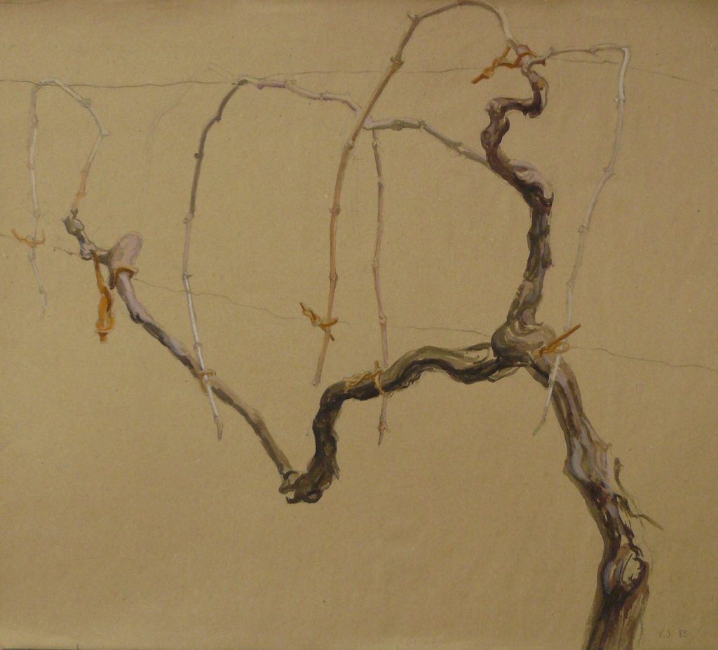 Bild Volker Schultheis | Weinreben