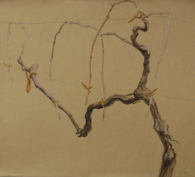 Bild Volker Schultheis | Weinreben