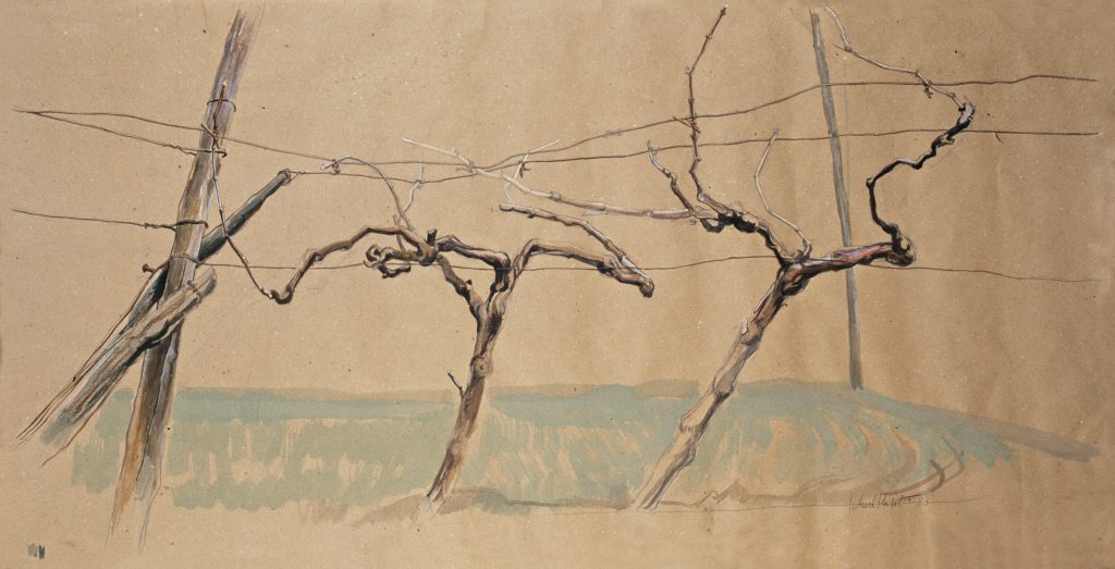 Bild Volker Schultheis | Weinreben