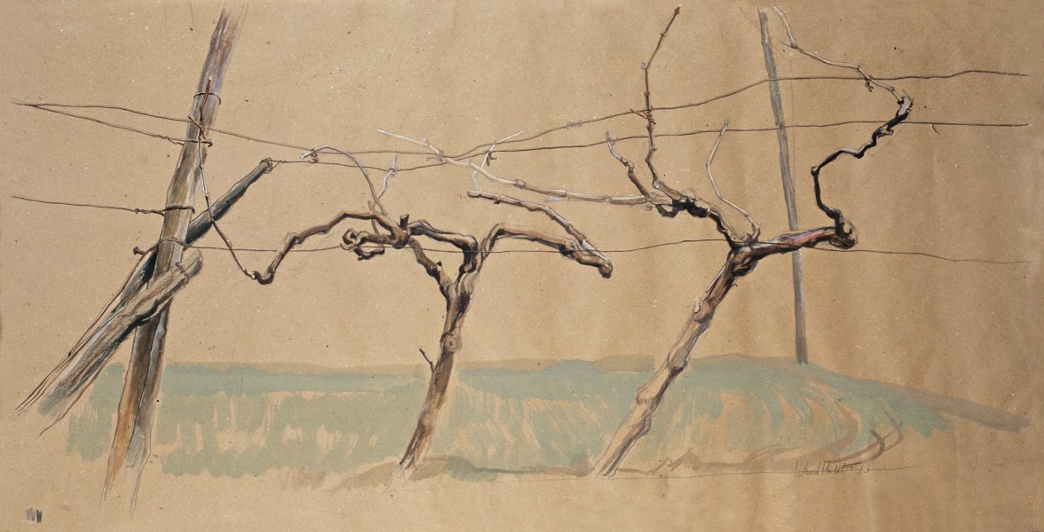 Bild Volker Schultheis | Weinreben