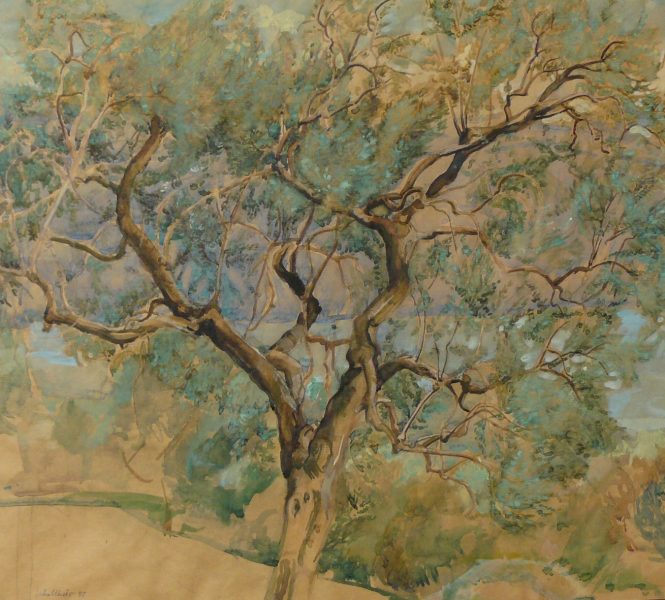 Bild Volker Schultheis | Olivenbaum