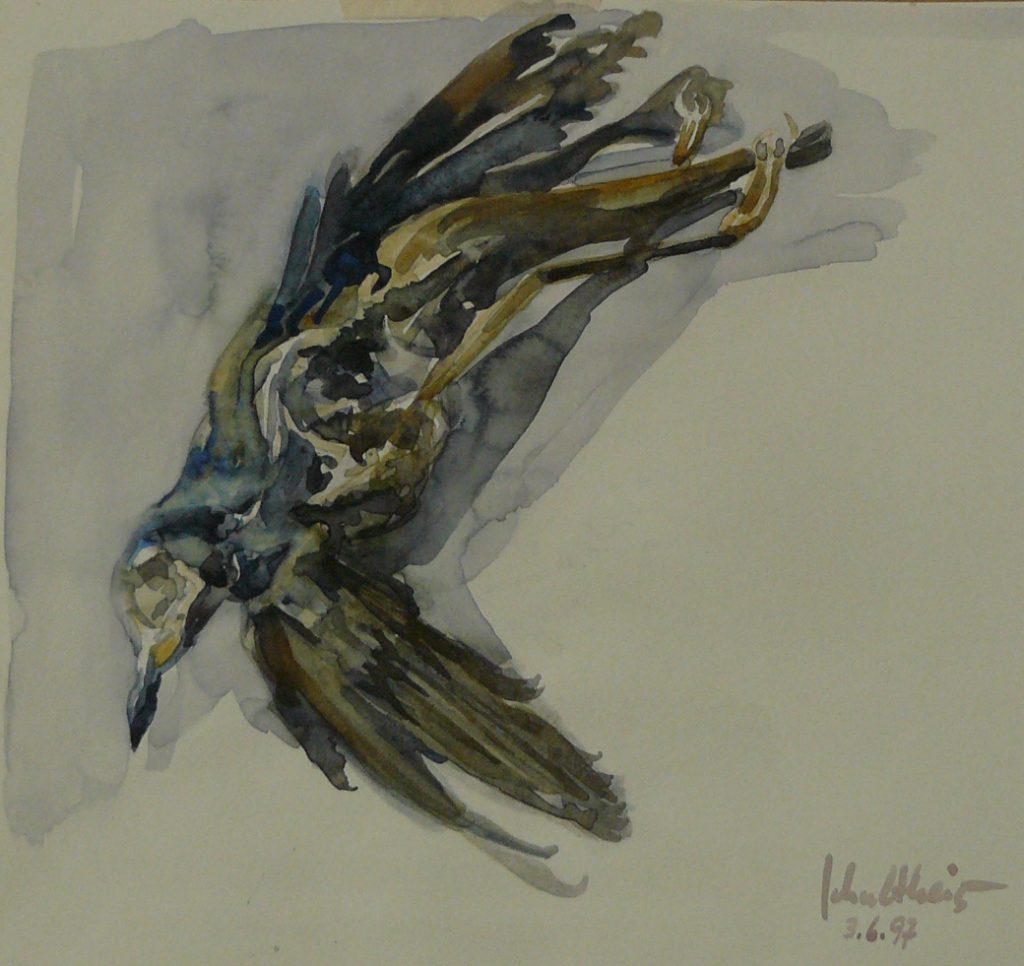 Bild Volker Schultheis | Toter Vogel