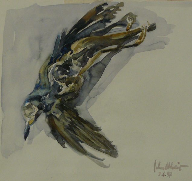 Bild Volker Schultheis | Toter Vogel