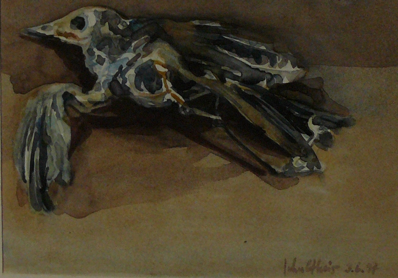 Bild Volker Schultheis | Toter Vogel