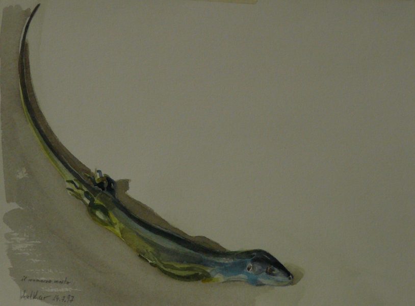 Bild Volker Schultheis | Tote Eidechse