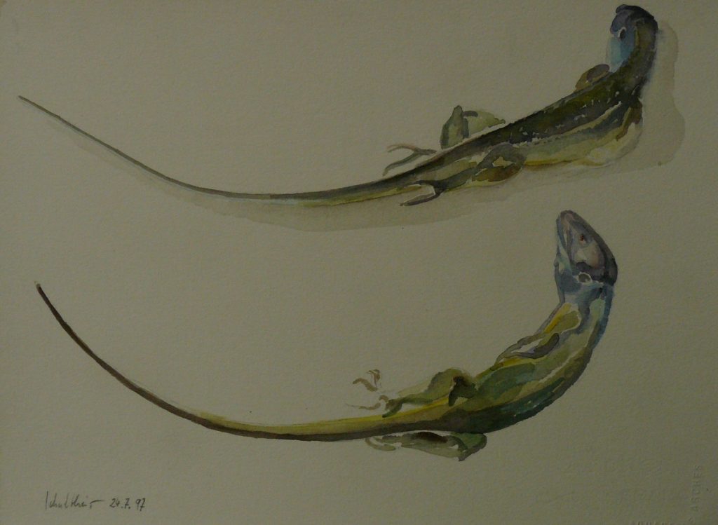 Bild Volker Schultheis | Tote Eidechse