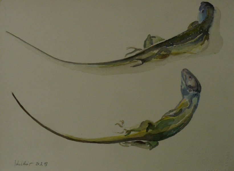 Bild Volker Schultheis | Tote Eidechse