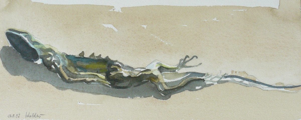 Bild Volker Schultheis | Tote Eidechse