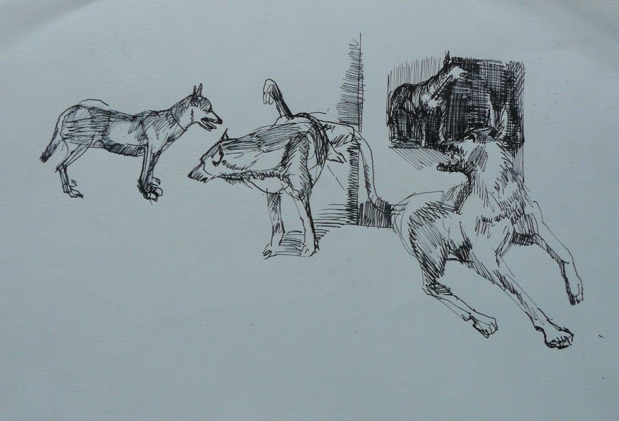 Bild Volker Schultheis | Hundestudie