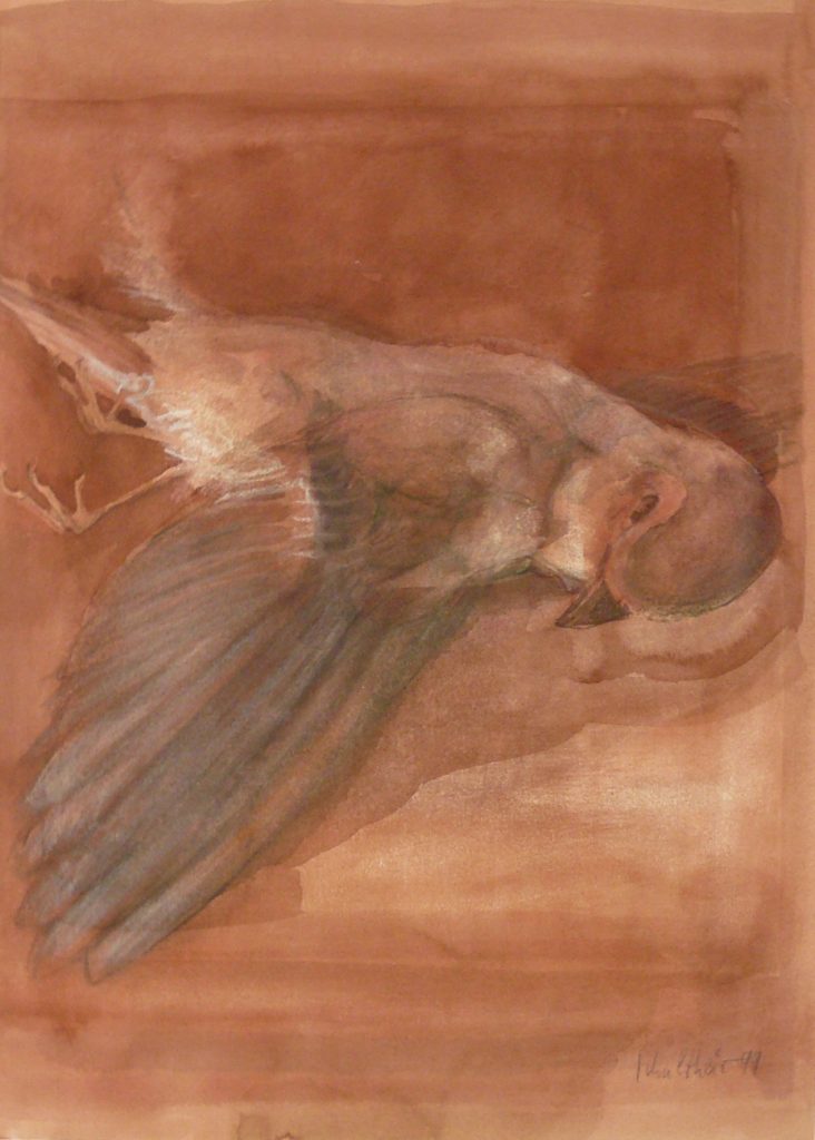 Bild Volker Schultheis | Tote Amsel