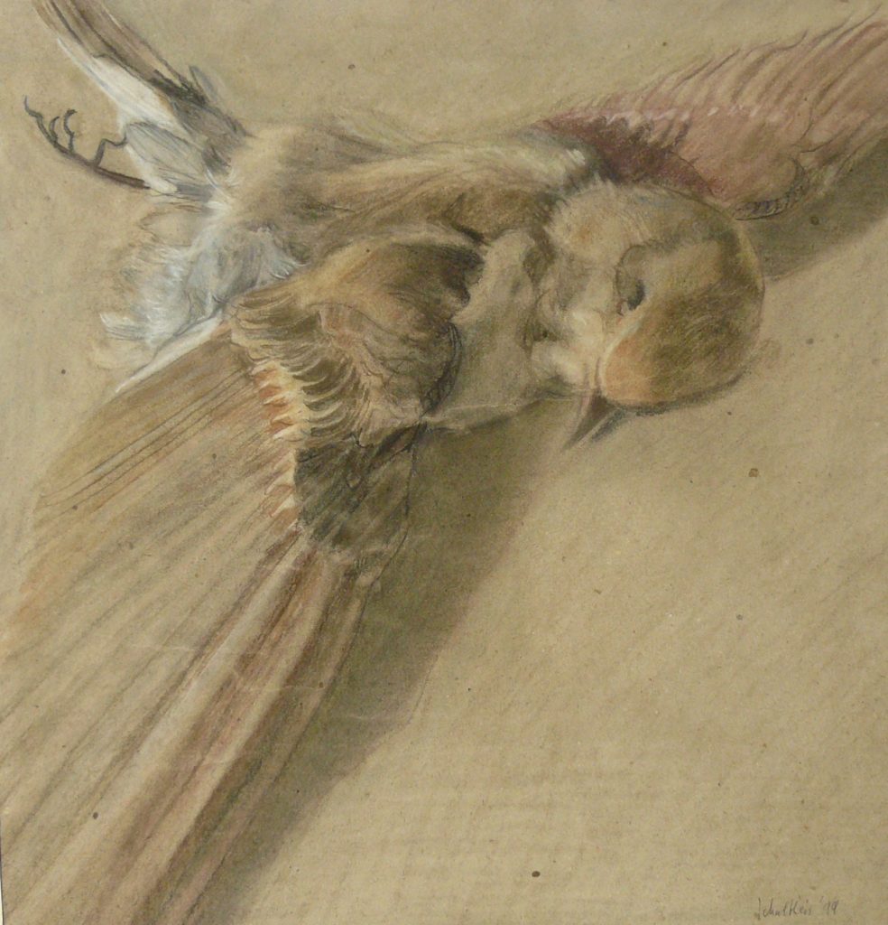 Bild Volker Schultheis | Tote Amsel