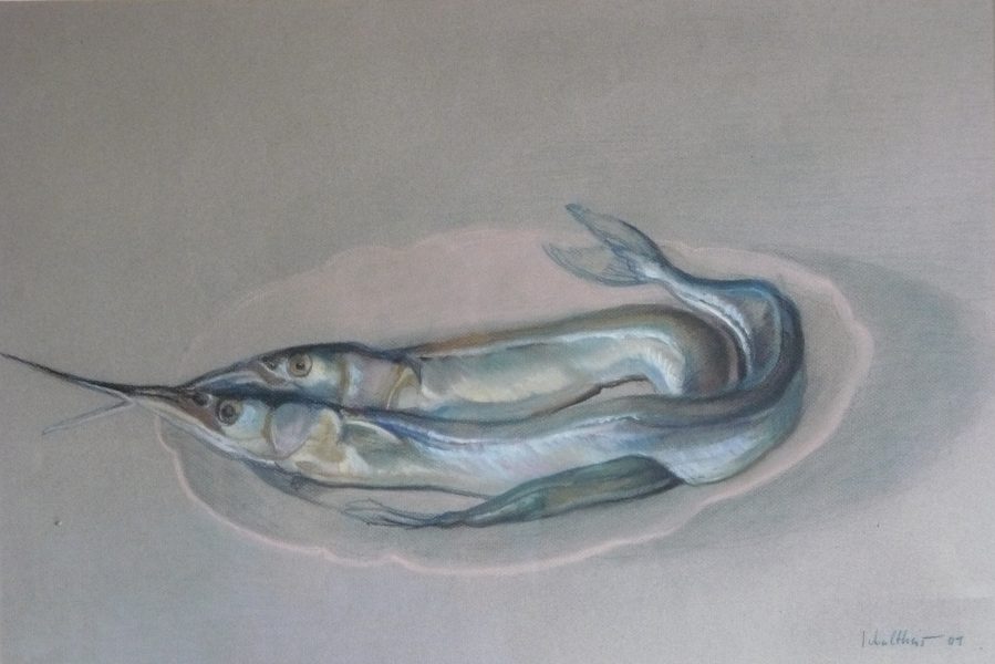 Bild Volker Schultheis | Fische