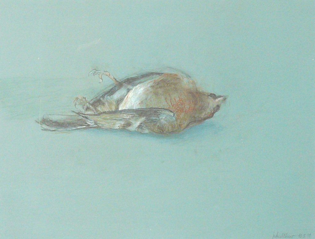 Bild Volker Schultheis | Rotkehlchen 1