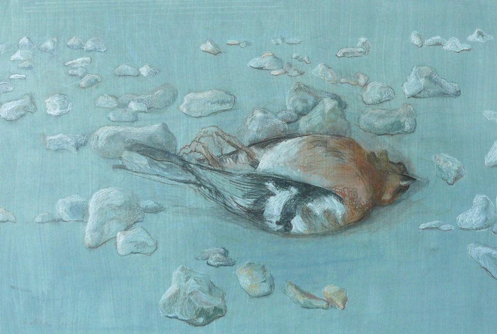 Bild Volker Schultheis | Rotkehlchen 1