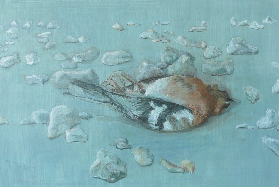 Bild Volker Schultheis | Rotkehlchen 1