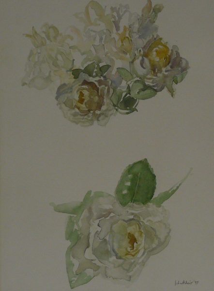 Bild Volker Schultheis | Rosen