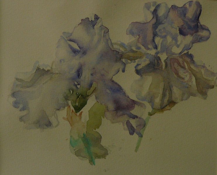 Bild Volker Schultheis | Iris