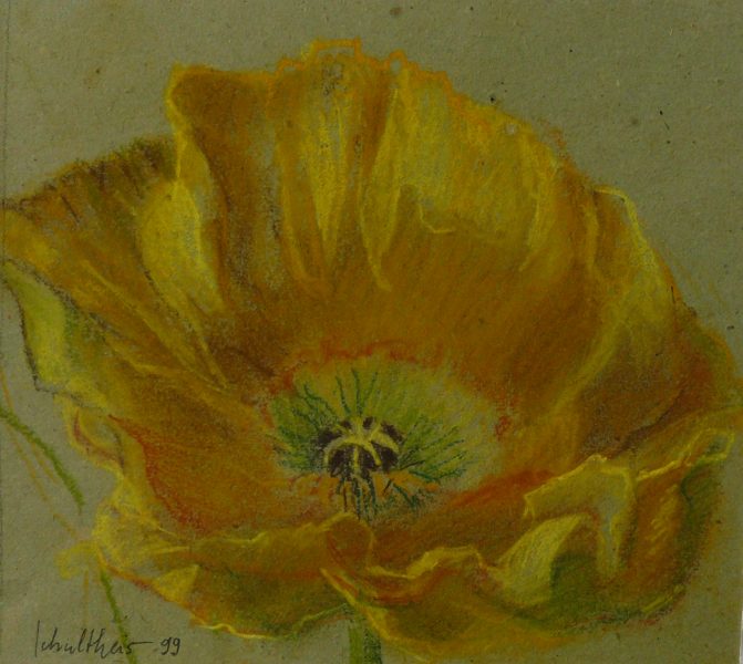 Bild Volker Schultheis | Blüte