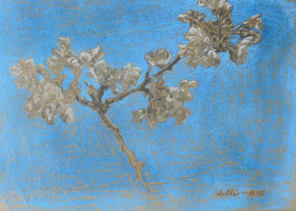 Bild Volker Schultheis | Kirschblüte