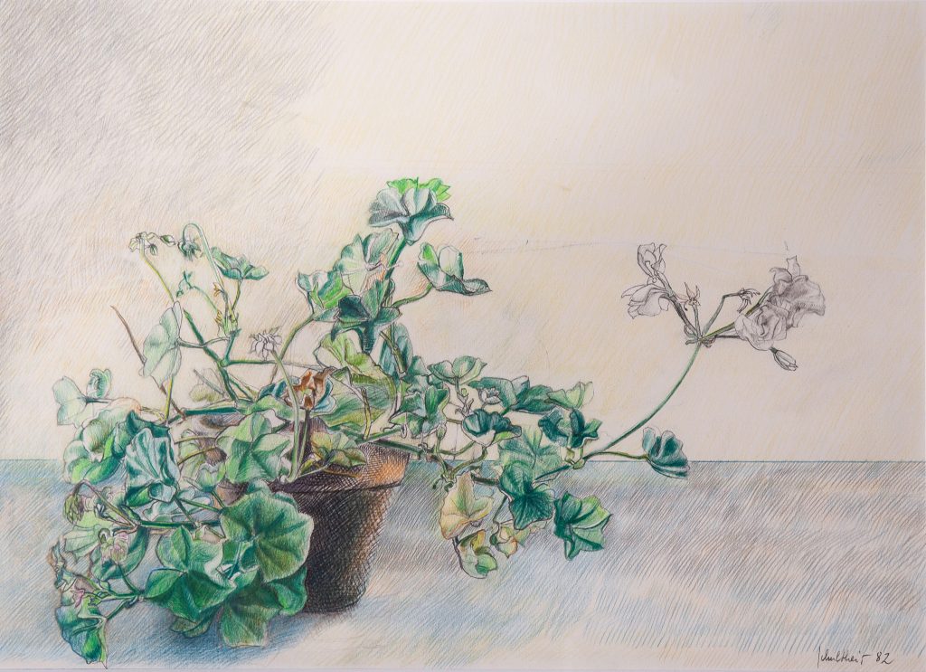 Bild Volker Schultheis | Topfpflanze