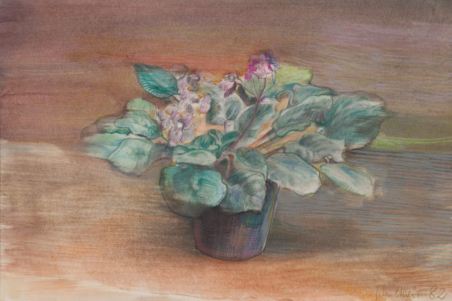 Bild Volker Schultheis | Topfpflanze