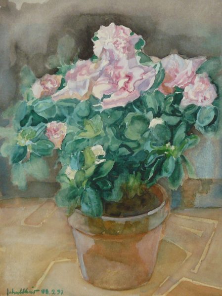 Bild Volker Schultheis | Begonie