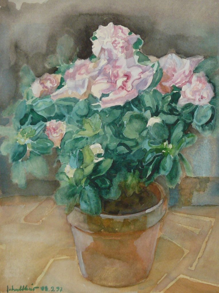 Bild Volker Schultheis | Begonie