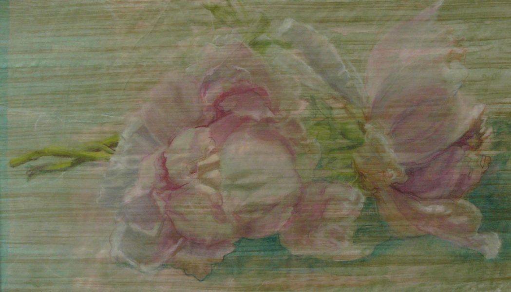 Bild Volker Schultheis | Pfingstrose