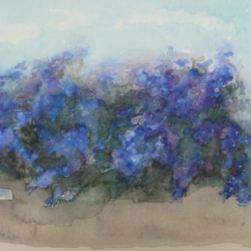 Bild Volker Schultheis | Lobelien