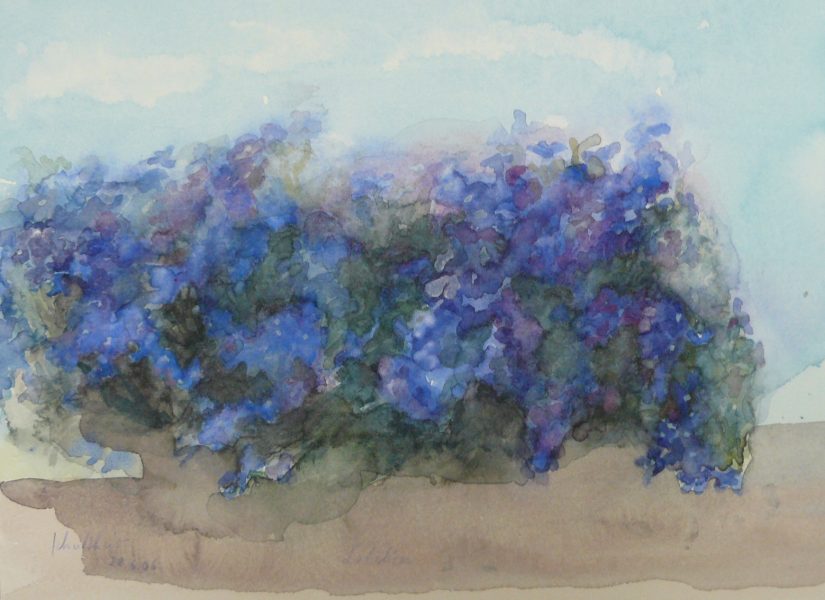 Bild Volker Schultheis | Lobelien