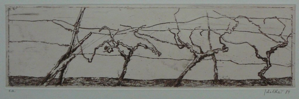 Bild Volker Schultheis | Weinreben