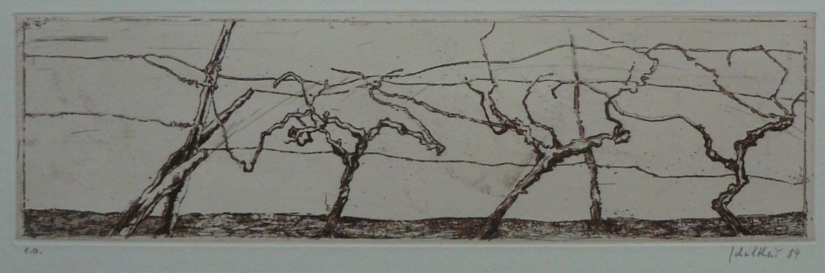 Bild Volker Schultheis | Weinreben